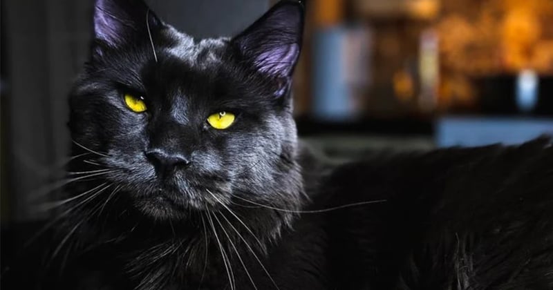 Ce Maine Coon qui ressemble à une panthère noire se comporte comme un chien 