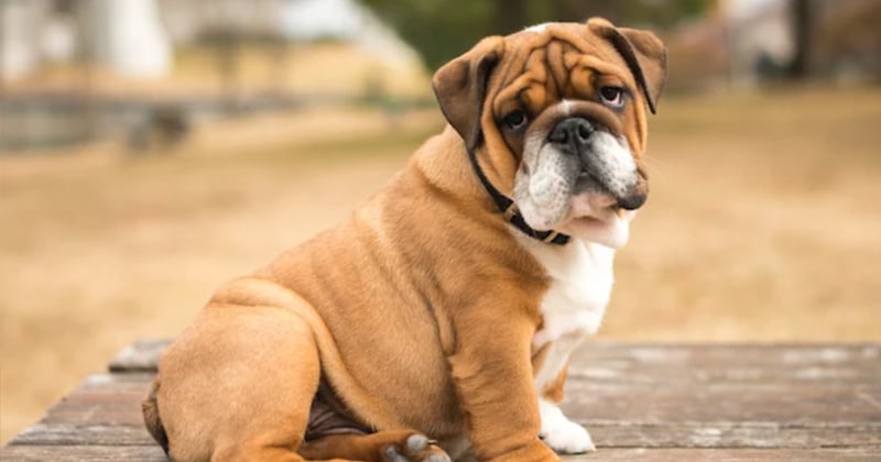 La Norvège interdit l'élevage sélectif d'épagneuls King Charles et de bouledogues