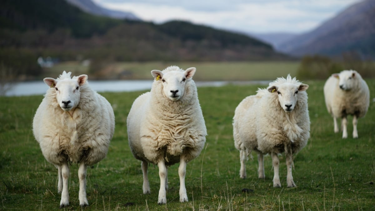 Pour sauver la classe de leurs enfants, ces parents d'élèves inscrivent des... moutons à l'école	