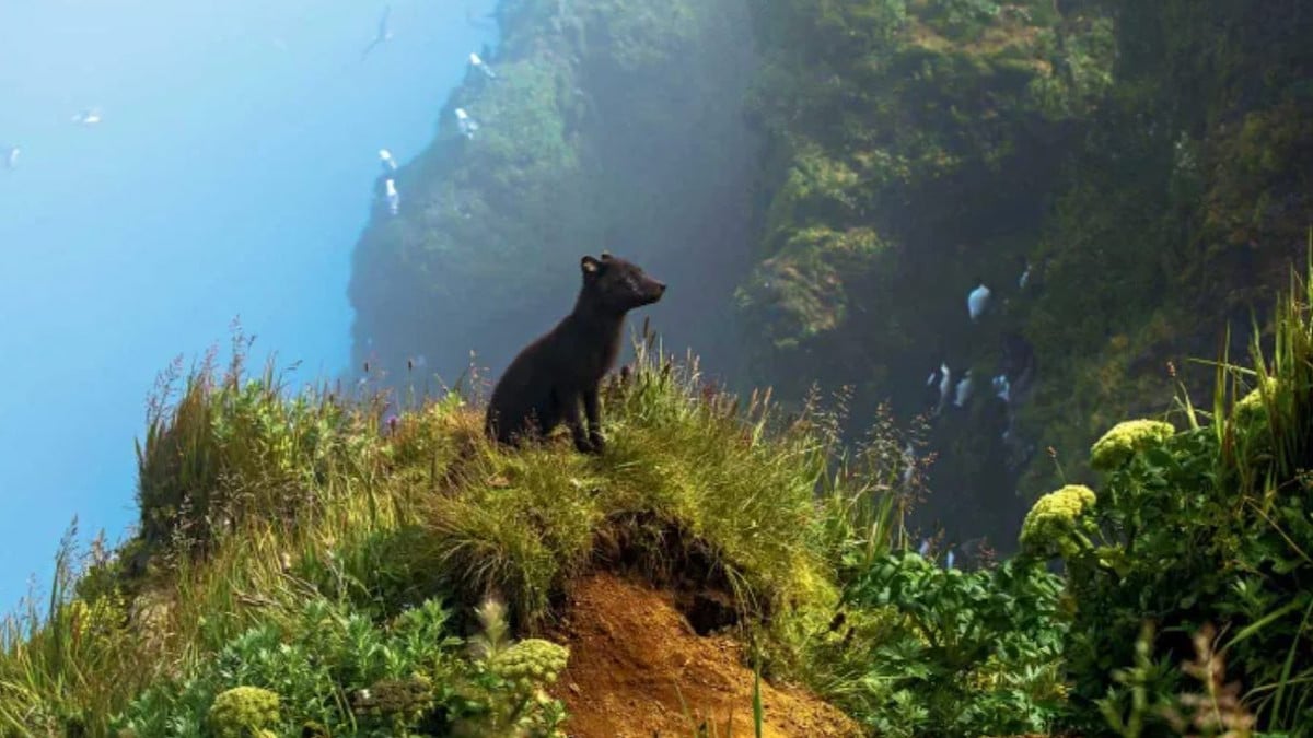 Cette photo féerique d'un renard polaire remporte le concours national de photographie animalière 2025