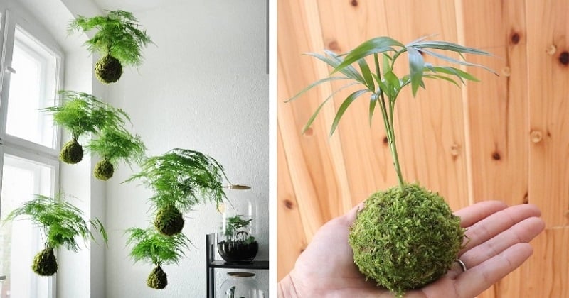 Découvrez le Kokedama, un art japonais qui consiste à faire pousser une plante dans une boule de mousse