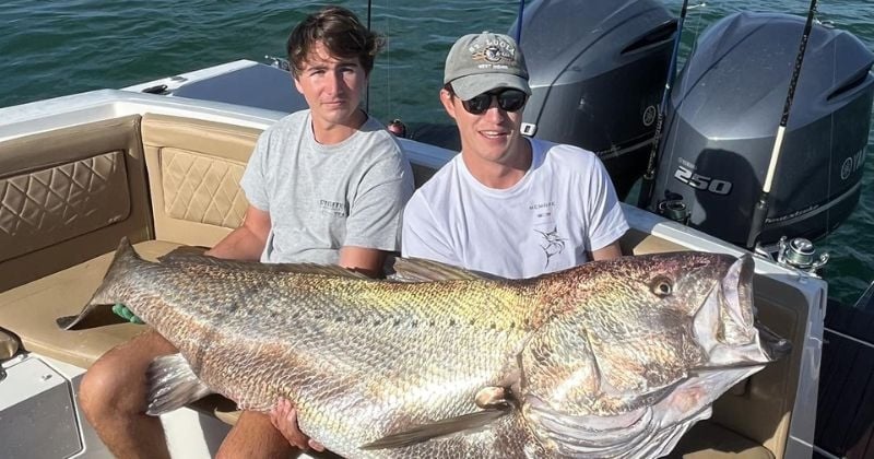 Un groupe de pêcheurs parvient à remonter un maigre de 52,5 kg après 30 mn de combat, dans le bassin d'Arcachon