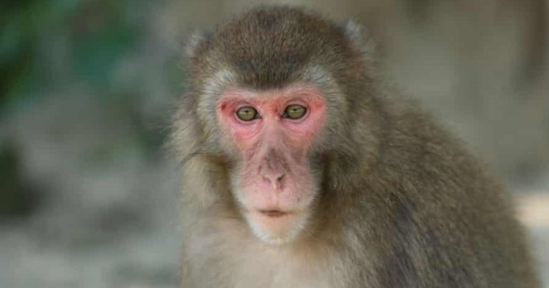 Dans cette réserve naturelle, une femelle macaque a pris la tête d'une « armée » de singes, une première depuis 70 ans