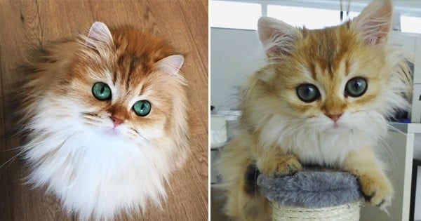 Nous vous présentons le chat le plus photogénique du monde : Smoothie !