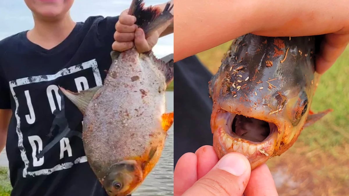 Un jeune garçon pêche un poisson terrifiant aux dents humaines dans l'étang de son quartier