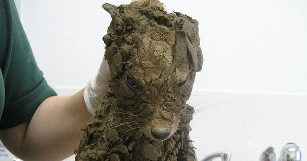 En Angleterre, ils ont découvert cet étrange animal plein de boue... qui va leur réserver une sacrée surprise !