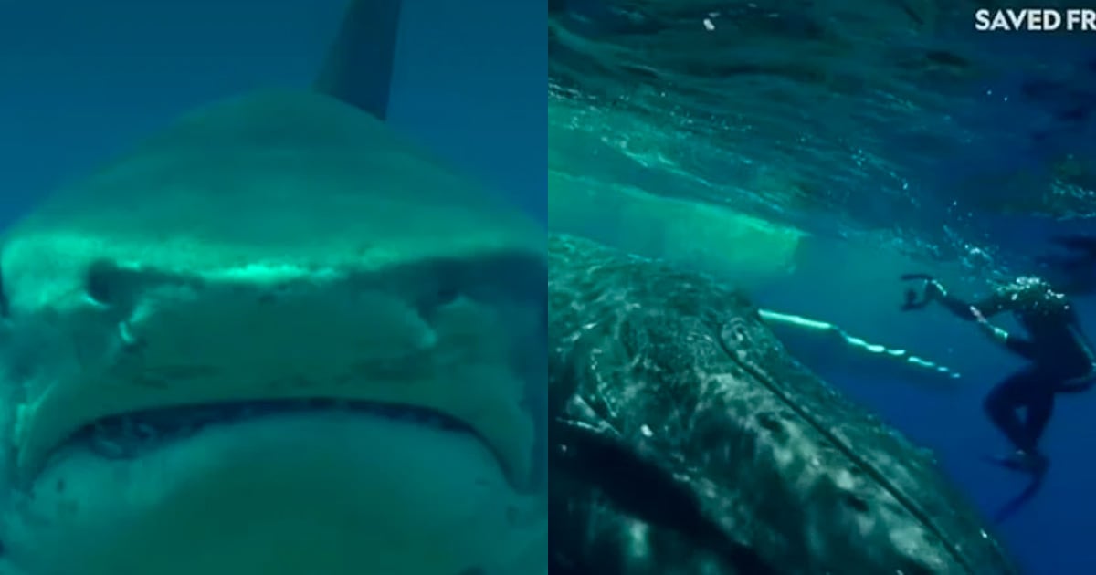 Vidéo : attaquée par un requin-tigre, elle est sauvée par une baleine à bosse, un moment inoubliable