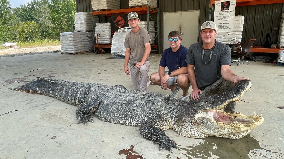 Des chasseurs capturent le plus gros alligator jamais vu au Mississippi
