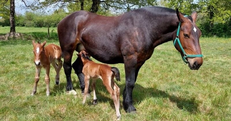 Une jument met au monde des jumelles pouliches en Loire-Atlantique, un événement rarissime