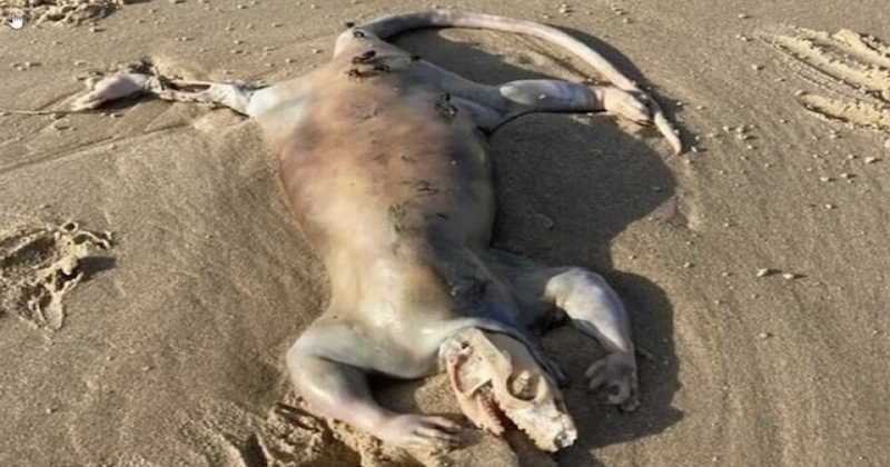  Australie : un marcheur découvre sur une plage une mystérieux animal qui ressemble à « une créature extraterrestre » 