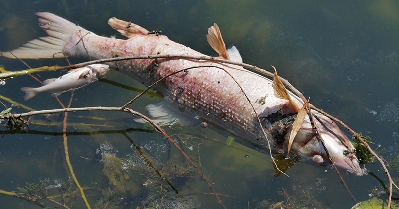 3 tonnes de poissons sont morts dans la Seine après un incendie dans une usine