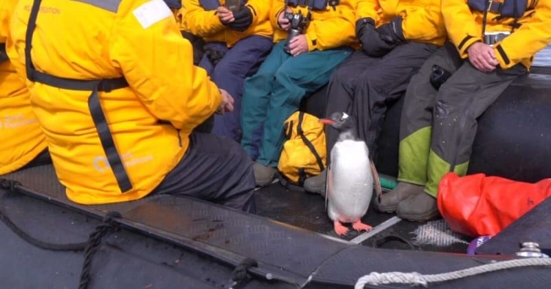 Antarctique : un pingouin poursuivi par des orques a sauté sur un bateau touristique pour se sauver la vie