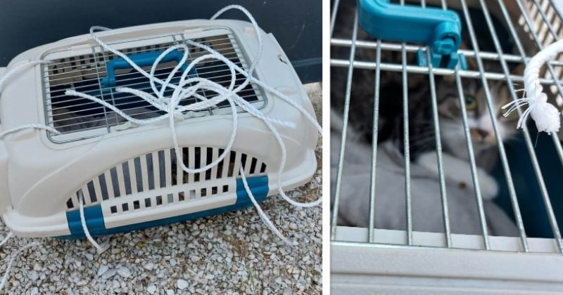 Ces bénévoles sont tombés de haut en découvrant comment un chat avait été abandonné par son maître