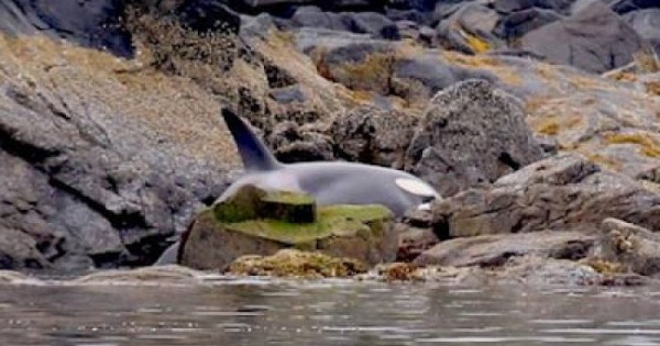 Une orque a été trouvée coincée entre les rochers et en panique ! Voici comment des sauveteurs ont tenté de la sauver !