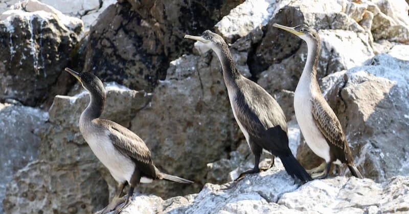 La nature reprend ses droits dans les calanques marseillaises où « les animaux sont dépollués du bruit humain »	