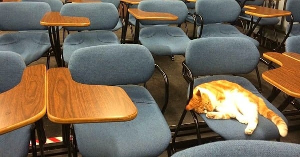 Ce chat est un véritable étudiant à l'université ! Son histoire est vraiment dingue...