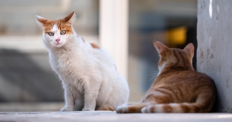 La mairie de Nice a distribué un badge pour les « nourrisseurs » de chats errants, afin d'encadrer cette pratique