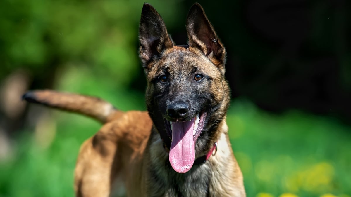 Nord : un homme a poignardé son chien avant de tenter de l'enterrer vivant dans son jardin 