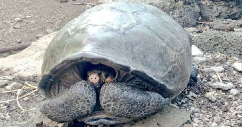 Une tortue géante d'une espèce que l'on pensait éteinte, découverte dans l'archipel des Galapagos