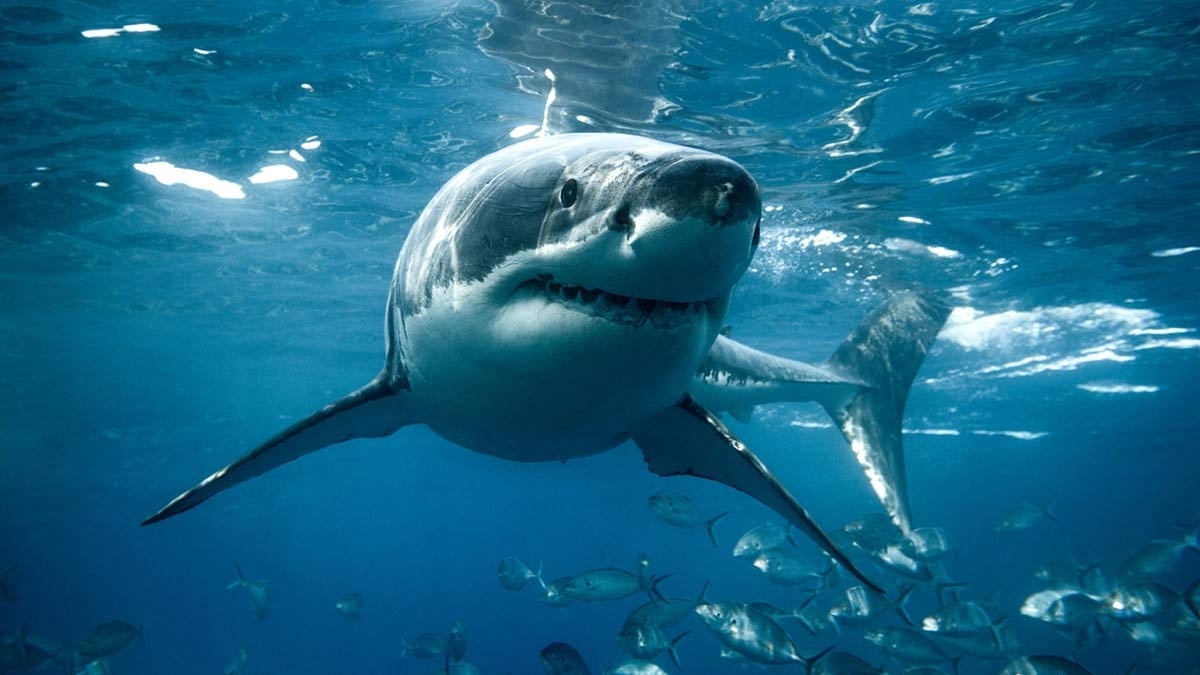 Attaque de requin : 5 espèces les plus dangereuses
