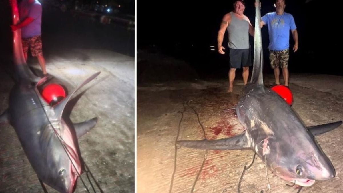 Deux pêcheurs capturent un requin géant après 2 heures de lutte acharnée