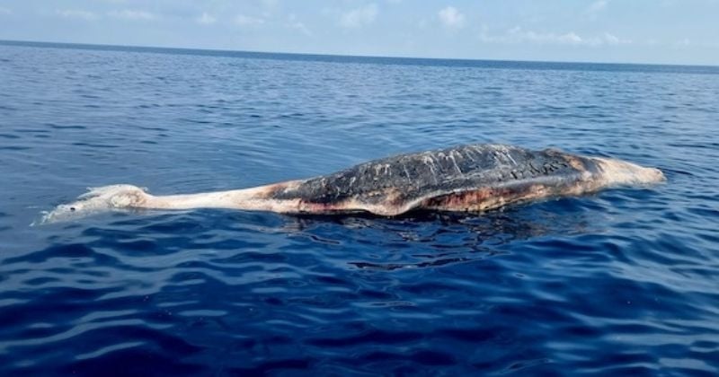 Un cachalot d'une douzaine de mètres retrouvé mort échoué dans les Bouches-du-Rhône