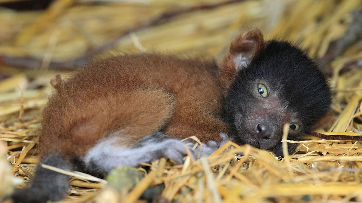 Un adorable vari roux, une espèce menacée, est venu au monde au Bioparc de Doué-la-Fontaine