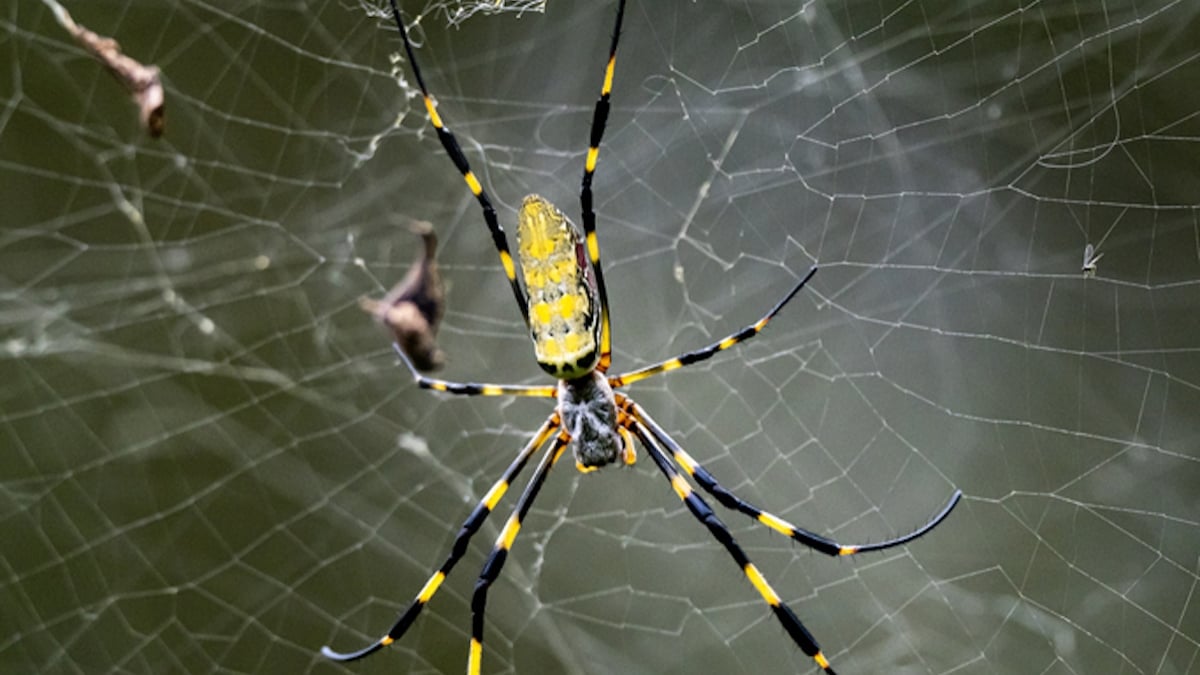 Des araignées géantes et invasives sur le point d'envahir les villes américaines selon les scientifiques