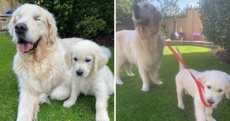 La relation entre ce golden retriever aveugle et son chiot guide est à croquer !