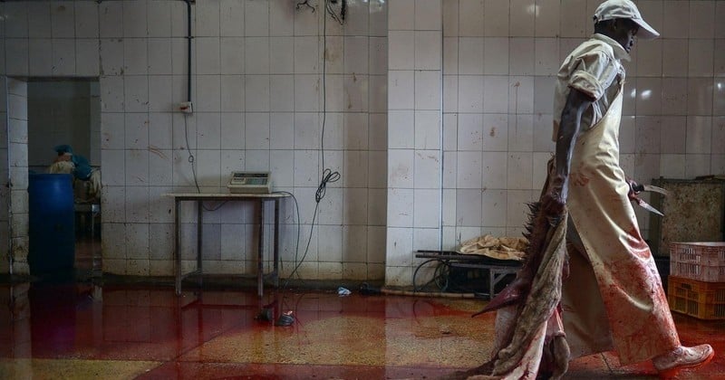 Massacre d'ânes en Afrique pour la médecine « traditionnelle » chinoise : l'horreur dont on parle peu