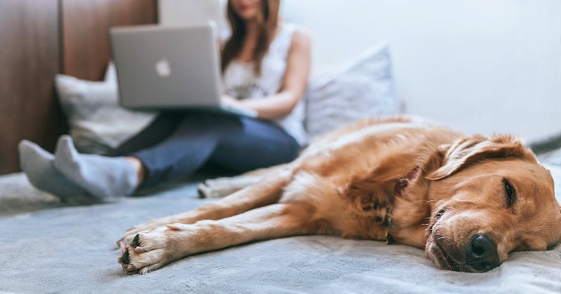 Une scientifique d'Harvard experte des rêves affirme que les chiens pensent à leurs maîtres pendant qu'ils dorment