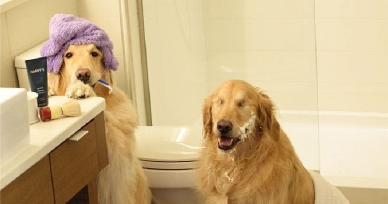 Ce chien aveugle ne peut plus se passer de sa meilleure amie, chienne guide, et c'est trop touchant ! 