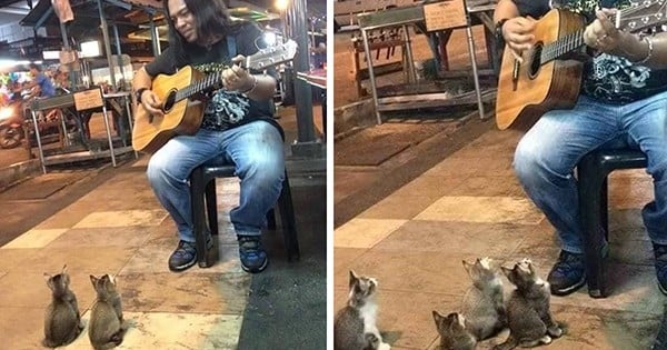 Tout le monde ignore ce musicien dans la rue... sauf ces quatre chatons, fascinés !