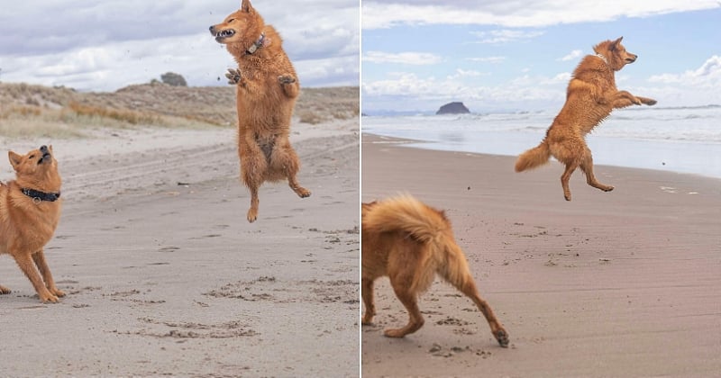 À chaque fois qu'elle va à la plage, cette chienne amoureuse de cet endroit fait de grands sauts de bonheur