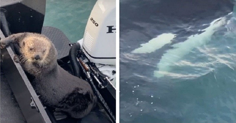 Poursuivie par une orque, une loutre monte à bord d'un bateau pour s'y réfugier