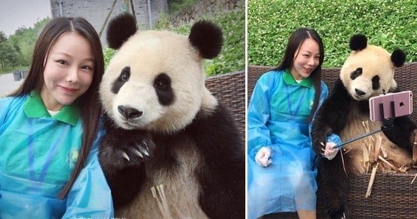 Un panda géant s'amuse à prendre des selfies avec une touriste de passage et c'est trop adorable !