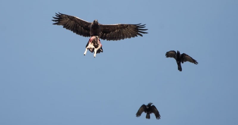 Un photographe capture le cliché d'un aigle tenant un agneau dans ses serres et souligne la dure loi de la nature