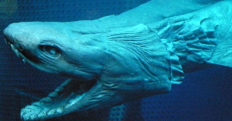 Un requin-lézard préhistorique, qui possède 300 dents, a été découvert au Portugal