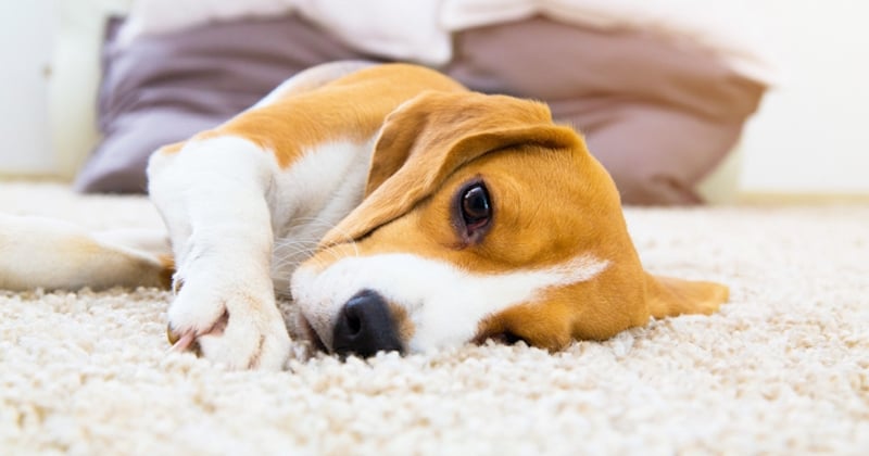 Faire jouer votre chien avec une balle de tennis est dangereux