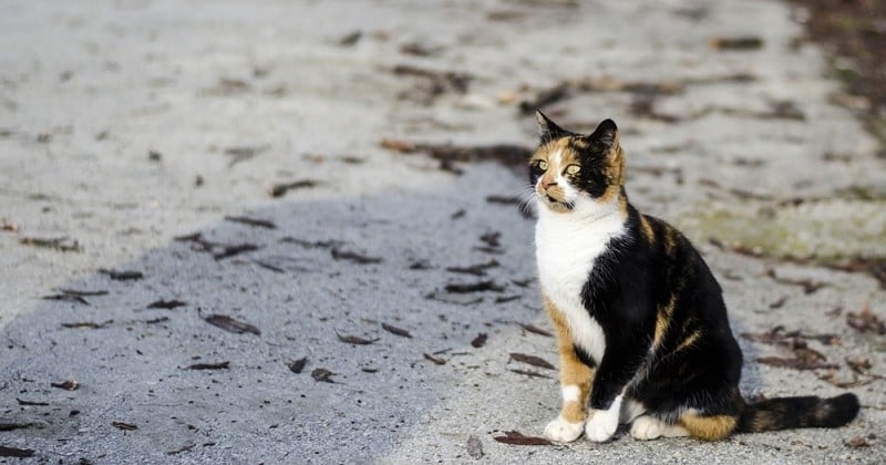 Elle perd son chat sur une aire d'autoroute et le retrouve un mois après grâce au réseau Pet Alert 