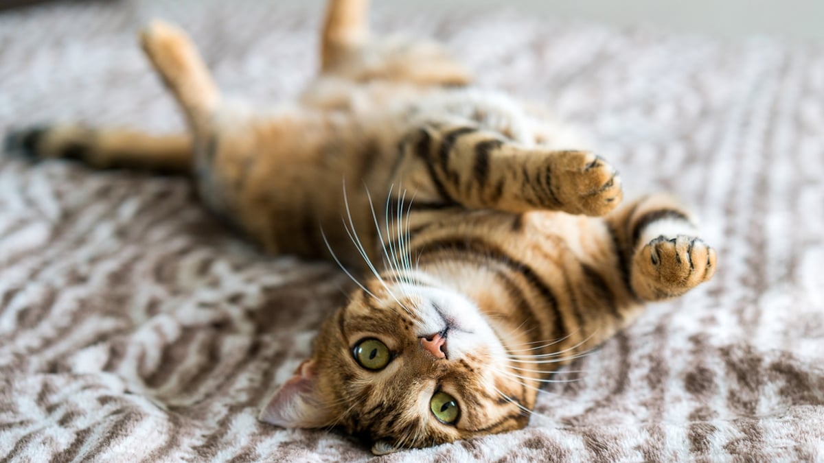  Vacances : combien de temps un chat peut-il rester seul à la maison ? 