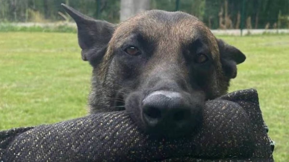 Raiko, chien de la gendarmerie, prend sa retraite bien méritée et recherche sa nouvelle famille 