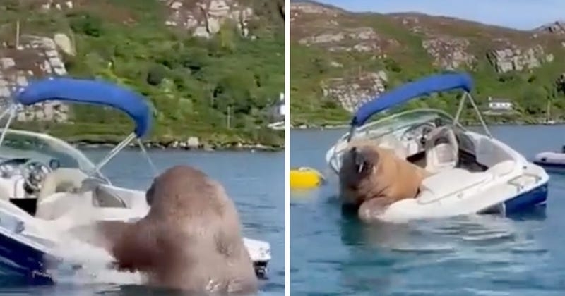 Trop gros pour ce bateau, ce morse lutte comme jamais pour pouvoir monter à bord sous l'oeil amusé des touristes