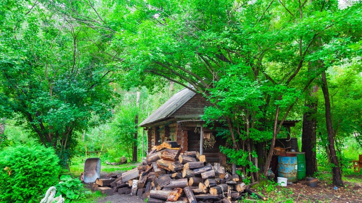 A-t-on le droit de ramasser du bois de chauffage dans la forêt ?