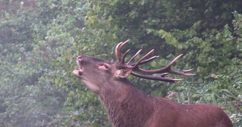 Figure emblématique de la forêt de Laigue, le cerf Black a été abattu lors d'une chasse à courre