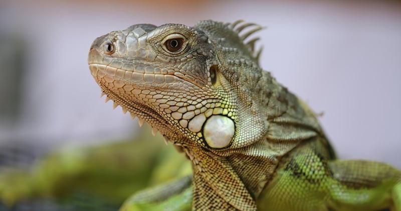 Mordue par un iguane, une fillette de 3 ans développe une maladie rare