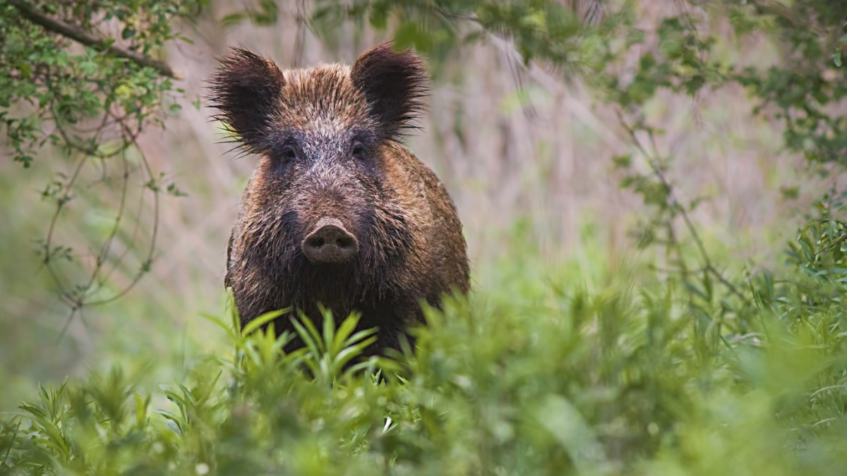 200 € de prime : ce pays récompense les chasseurs qui tuent des sangliers