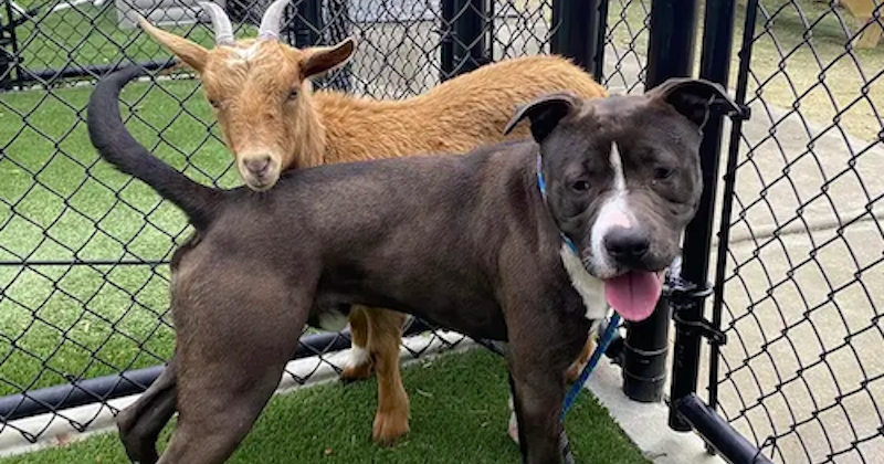 Ce chien et cette chèvre, devenus d'inséparables meilleurs amis, ont été adoptés ensemble