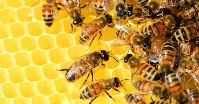 Quatre abeilles vivantes découvertes sous la paupière d'une femme, elles se nourrissaient de ses larmes