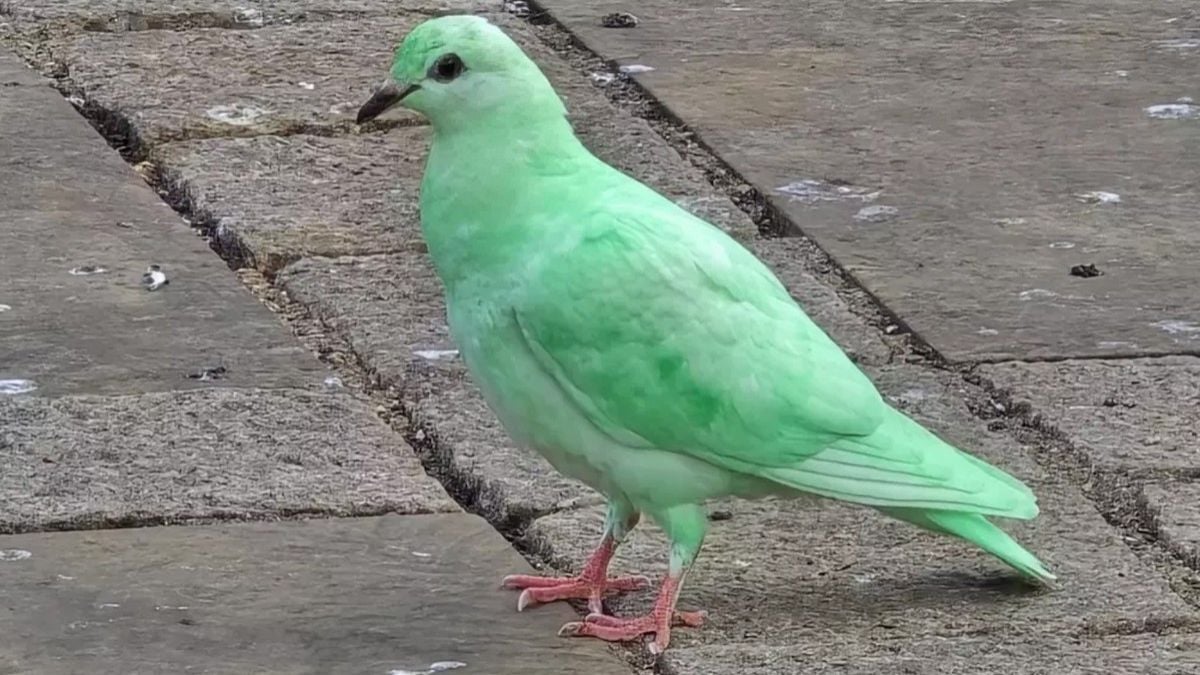 Un mystérieux pigeon vert fluo aperçu en ville alerte les experts 